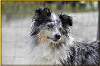 Pariska after a swim in the sea